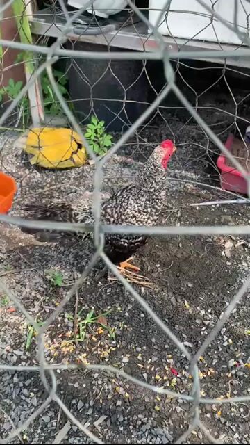 Gà tre Bắc Cú Cườm Đen trắng. Mua bán Gà tại Huyện Vĩnh Cửu Đồng Nai được đăng bởi Biển Thiếu Muối hình 1