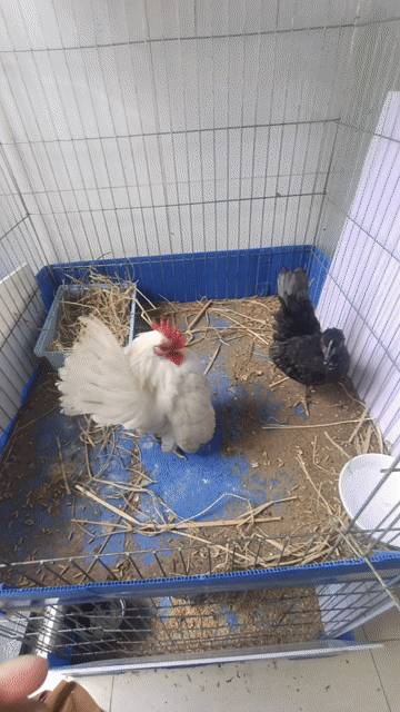 2 con gà serama 8 xị sẽ về ép đẻ. Mua bán Gà tại Quận Bình Tân Tp Hồ Chí Minh được đăng bởi Gà Kiểng hình 1