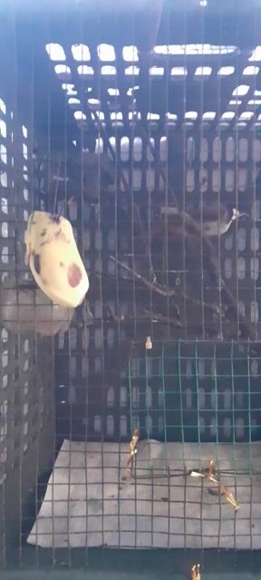 Chim Vành khuyên mồi. Mua bán Chim tại Thành phố Đông Hà Quảng Trị được đăng bởi quoc phuong Vo hình 1
