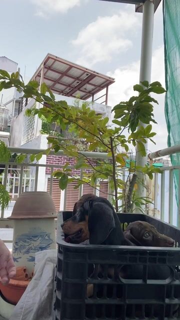 Chó Dachshund. Mua bán Chó tại Quận Tân Bình Tp Hồ Chí Minh được đăng bởi Phương Nhi hình 1