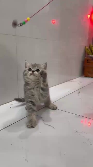 Gả 3 bé Sliver siêu xinh 2🐠/bé có fix nhẹ. Mua bán Mèo tại Huyện Hóc Môn Tp Hồ Chí Minh được đăng bởi Hồng Thanh tân hình 1