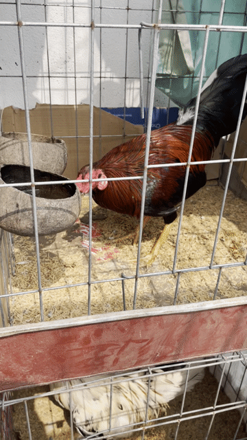 Que ăn 1x trưa nay đảm bảo gà ăn. Mua bán Gà tại Quận 6 Tp Hồ Chí Minh được đăng bởi Ha Thanh Danh hình 1