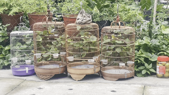 Chim huýt cô Vài tháng lồng hót lai rai. Mua bán Chim tại Thành phố Thủ Dầu Một Bình Dương được đăng bởi Hoang Quach Kim hình 1