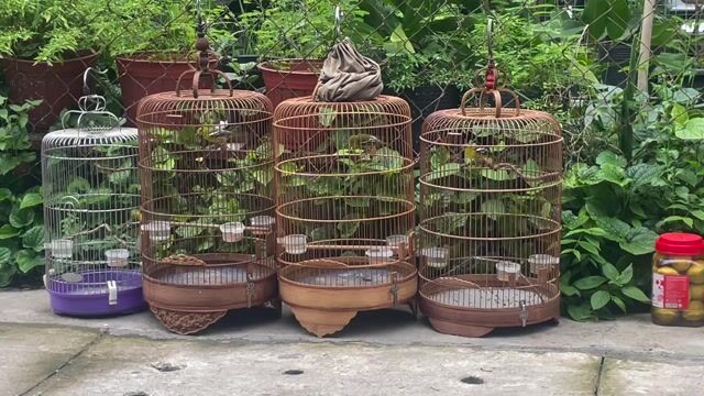 Chim huýt cô Vài tháng lồng hót lai rai. Mua bán Chim tại Thành phố Thủ Dầu Một Bình Dương được đăng bởi Hoang Quach Kim hình 1
