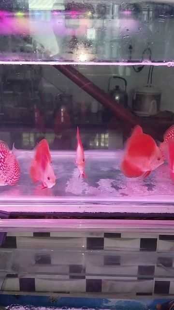 Cá dĩa đỏ 6-7 cm khỏe mạnh. Mua bán Thú cưng khác tại Thành phố Thủ Đức Tp Hồ Chí Minh được đăng bởi Thiện Nguyễn hình 1