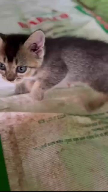 Mèo ALD lai Golden. Mua bán Mèo tại Huyện Đồng Phú Bình Phước được đăng bởi Thu Hường hình 1