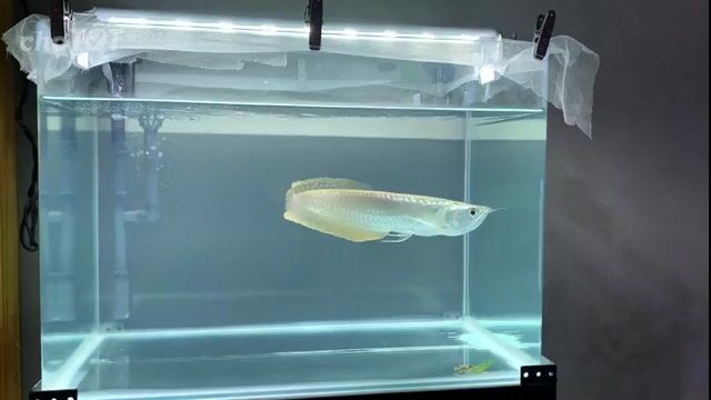 Cá Rồng Ngân Long Bạc Vảy Hồng Đỏ 15cm. Mua bán Thú cưng khác tại Quận Tân Bình Tp Hồ Chí Minh được đăng bởi Quý Trần Đại hình 1