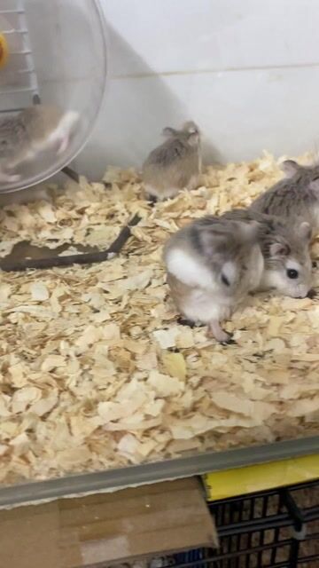 Chuột Hamster Robo Xám trắng. Mua bán Thú cưng khác tại Quận Bình Tân Tp Hồ Chí Minh được đăng bởi An Tâm hình 1