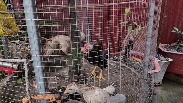 Gà tre bắc cộc. Mua bán Gà tại Quận Bắc Từ Liêm Hà Nội được đăng bởi Đặng Tùng hình 1