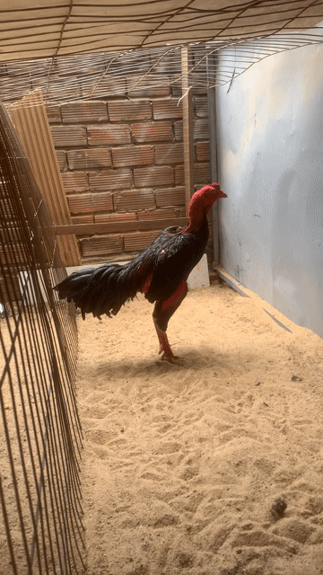 Gà đòn tốt. Mua bán Gà tại Thành phố Thủ Đức Tp Hồ Chí Minh được đăng bởi Đèn led nội thất và chiếu sáng hình 1