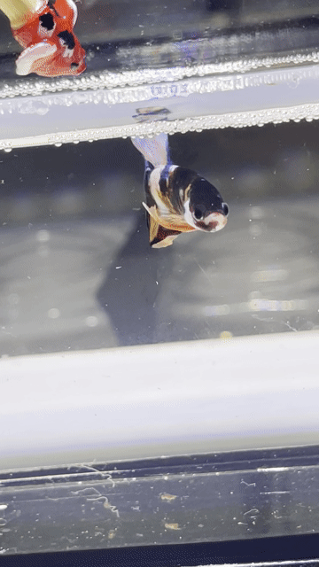 Cá Betta Koi Nemo. Mua bán Thú cưng khác tại Huyện Hóc Môn Tp Hồ Chí Minh được đăng bởi 3979 hình 1