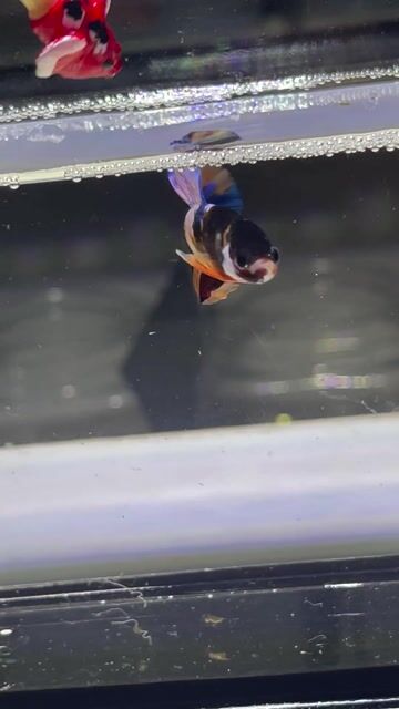 Cá Betta Koi Nemo. Mua bán Thú cưng khác tại Huyện Hóc Môn Tp Hồ Chí Minh được đăng bởi 3979 hình 1