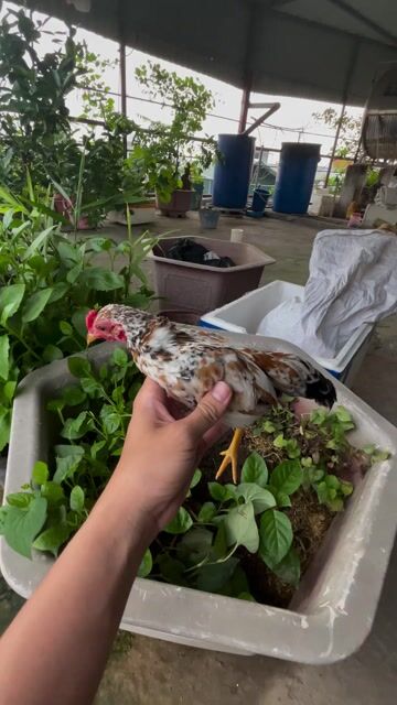 Gà cộc mơ trống 3 tháng làm cảnh, làm giống. Mua bán Gà tại Huyện Thường Tín Hà Nội được đăng bởi Nguyễn Xuân Thủy hình 1