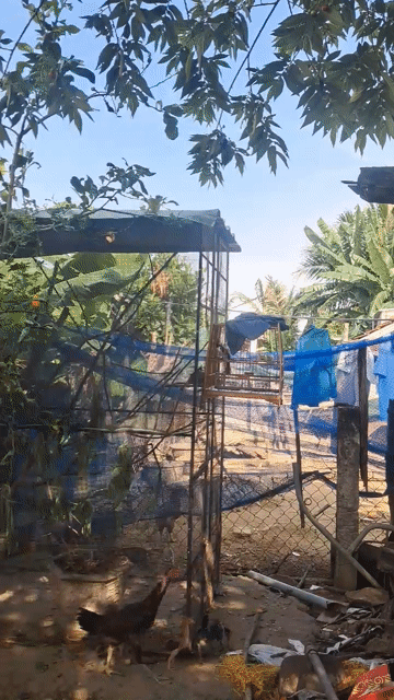 Chim chào mào Quảng Nam. Mua bán Chim tại Huyện Duy Xuyên Quảng Nam được đăng bởi Hải hình 1