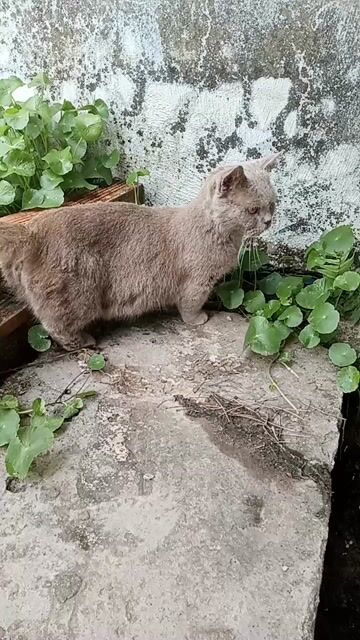 Mèo Anh lông ngắn chân lùn cái 1,5 tuổi. Mua bán Mèo tại Thành phố Tân An Long An được đăng bởi Nguyễn Trí Dũng hình 1