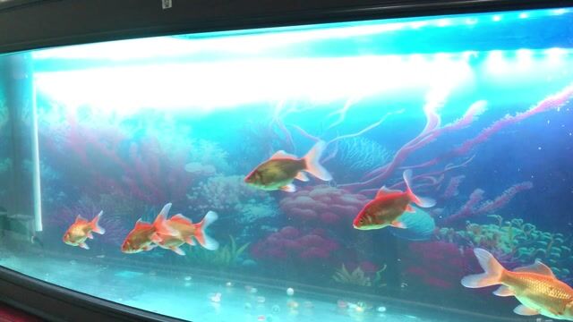 Toàn bộ bể cá như hình. Mua bán Thú cưng khác tại Quận Ngô Quyền Hải Phòng được đăng bởi Ngọc Bằng hình 1