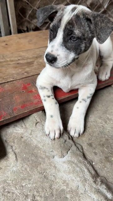 cún cỏ tìm gia đình yêu thương. Mua bán Chó tại Huyện Phú Xuyên Hà Nội được đăng bởi Hiển hình 1