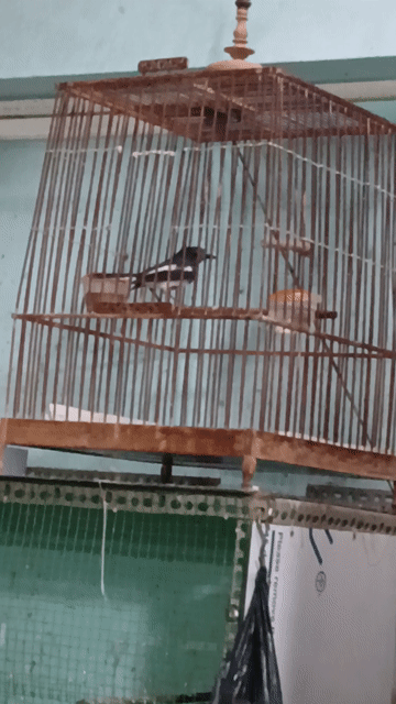 Chim bổi mái giọng hay khỏe mạnh. Mua bán Chim tại Quận Bình Tân Tp Hồ Chí Minh được đăng bởi hòa hình 1