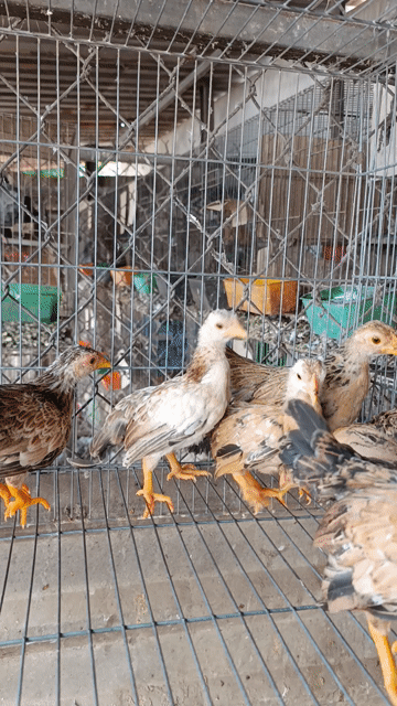 Gà tre Bắc . Mua bán Gà tại Huyện Bình Chánh Tp Hồ Chí Minh được đăng bởi Tài hình 1