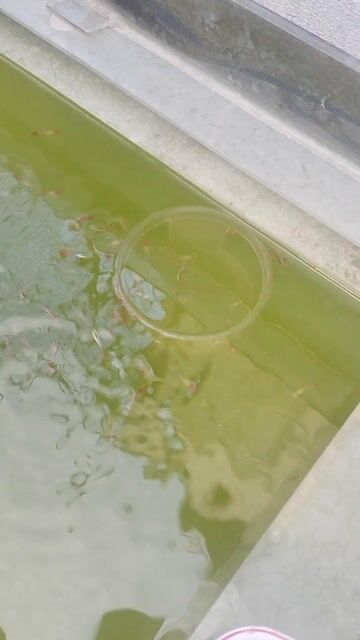 Cá Dumbo Koi Đen, cam, trắng Khỏe mạnh. Mua bán Thú cưng khác tại Quận Bình Tân Tp Hồ Chí Minh được đăng bởi guppy Phan hình 1
