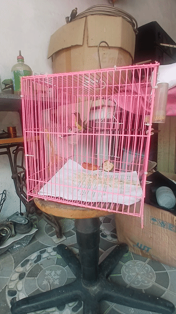 Chim hút mật cái 5 màu trên 6 tháng. Mua bán Chim tại Quận 12 Tp Hồ Chí Minh được đăng bởi Tên chưa cung cấp hình 1