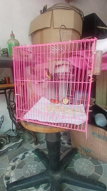 Chim hút mật cái 5 màu trên 6 tháng. Mua bán Chim tại Quận 12 Tp Hồ Chí Minh được đăng bởi Tên chưa cung cấp hình 1