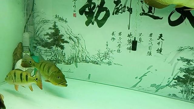 Cá hoàng bảo yến 26-30cm Vàng. Mua bán Thú cưng khác tại Quận 6 Tp Hồ Chí Minh được đăng bởi Hoàng Long hình 1