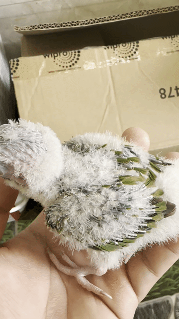 Vẹt Greencheck Pine Non Xanh lá, Trắng. Mua bán Chim tại Quận Tân Bình Tp Hồ Chí Minh được đăng bởi Tạ Phúc Quốc hình 1