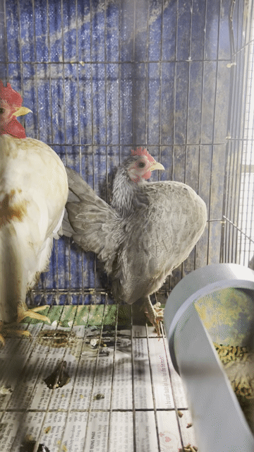 Gà Sema Đa màu sắc Khỏe mạnh. Mua bán Gà tại Quận 6 Tp Hồ Chí Minh được đăng bởi Thanhly hình 1