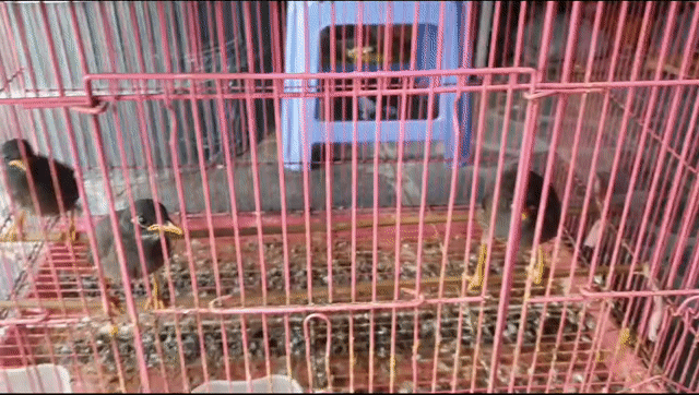 Chim sáo nâu non học nói. Mua bán Chim tại Huyện Bình Chánh Tp Hồ Chí Minh được đăng bởi Mr Bảo  hình 1