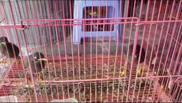 Chim sáo nâu non học nói. Mua bán Chim tại Huyện Bình Chánh Tp Hồ Chí Minh được đăng bởi Mr Bảo  hình 1