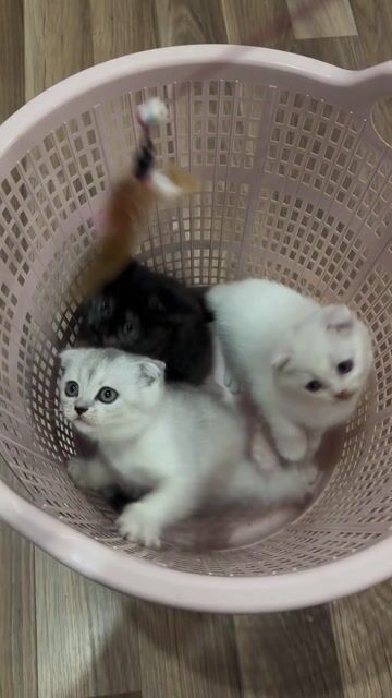 Mèo Anh lông ngắn. Mua bán Mèo tại Huyện Thanh Trì Hà Nội được đăng bởi minh hình 1