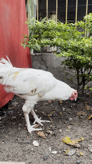 Gà Thái Mỹ Việt. Mua bán Gà tại Huyện Châu Thành Sóc Trăng được đăng bởi Lâm Đăng Khoa hình 1