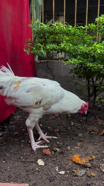 Gà Thái Mỹ Việt. Mua bán Gà tại Huyện Châu Thành Sóc Trăng được đăng bởi Lâm Đăng Khoa hình 1