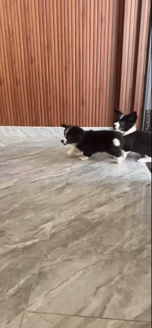 Chó Corgi lai Nhật Đực Đen trắng. Mua bán Chó tại Huyện Hóc Môn Tp Hồ Chí Minh được đăng bởi h hình 1