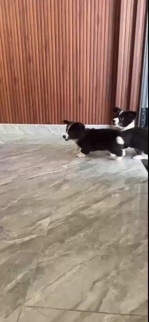 Chó Corgi lai Nhật Đực Đen trắng. Mua bán Chó tại Huyện Hóc Môn Tp Hồ Chí Minh được đăng bởi h hình 1