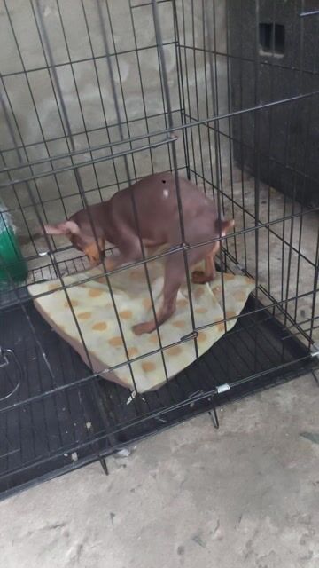 Chó Phốc Hươu cái 70 ngày đã tiêm. Mua bán Chó tại Huyện Mỏ Cày Nam Bến Tre được đăng bởi Phạm Tâm hình 1