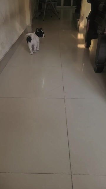 Chó đực 2 tháng tuổi Đen trắng. Mua bán Chó tại Quận Ngô Quyền Hải Phòng được đăng bởi tuan hình 1