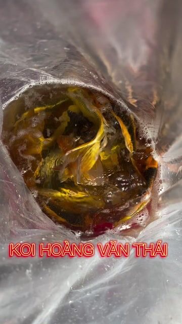 Cá Koi Vàng bướm đuôi dài đẹp ae ơi. Mua bán Thú cưng khác tại Quận Liên Chiểu Đà Nẵng được đăng bởi Trại cá KOI Hoàng Văn Thái hình 1
