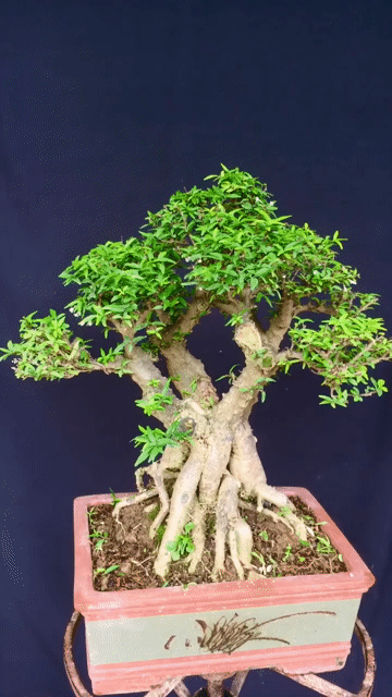 Mai chiếu thủy Già đanh, thuần chậu. Mua bán Cây cảnh, đồ trang trí tại Huyện Ý Yên Nam Định được đăng bởi Đinh Cúc hình 1