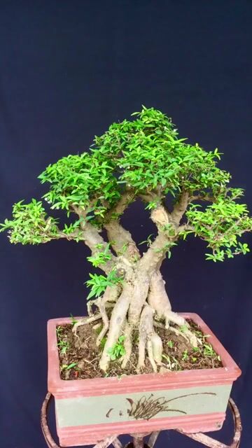 Mai chiếu thủy Già đanh, thuần chậu. Mua bán Cây cảnh, đồ trang trí tại Huyện Ý Yên Nam Định được đăng bởi Đinh Cúc hình 1