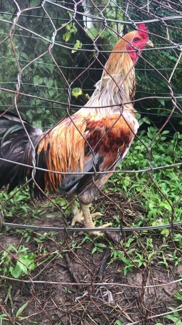 trống tơ 3.7kg. Mua bán Gà tại Huyện Mang Thít Vĩnh Long được đăng bởi Hưng Quoc hình 1