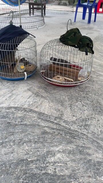 cu mồi việt giỏi cần bán hoặc gl cu vằn. Mua bán Chim tại Huyện Mỏ Cày Bắc Bến Tre được đăng bởi Phan phụng hình 1