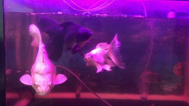 Cá chép sư tử sps. Mua bán Thú cưng khác tại Quận Bình Tân Tp Hồ Chí Minh được đăng bởi Bự Nguyễn hình 1