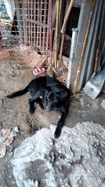 Chó đen lai Phú Quốc 6 tháng đã tiêm. Mua bán Chó tại Thành phố Dĩ An Bình Dương được đăng bởi quân hình 1