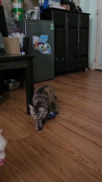 Mèo Anh lông ngắn Tabby. Mua bán Mèo tại Quận Bình Tân Tp Hồ Chí Minh được đăng bởi Nguyen huynh nhan hình 1