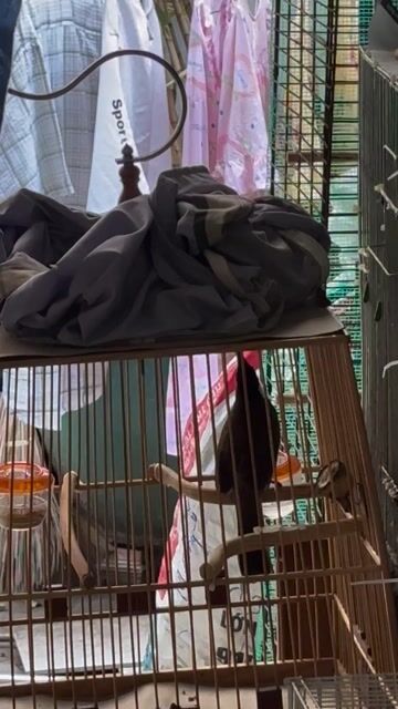 Chim chào mào 5 tháng thuần 80%. Mua bán Chim tại Quận Bình Thạnh Tp Hồ Chí Minh được đăng bởi LQ hình 1