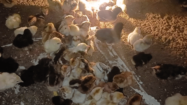 Gà Siu Mỹ Thái con 7 ngày tuổi. Mua bán Gà tại Huyện Mỹ Tú Sóc Trăng được đăng bởi Tiền Gà  hình 1