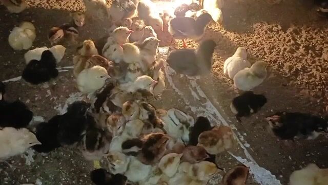 Gà Siu Mỹ Thái con 7 ngày tuổi. Mua bán Gà tại Huyện Mỹ Tú Sóc Trăng được đăng bởi Tiền Gà  hình 1