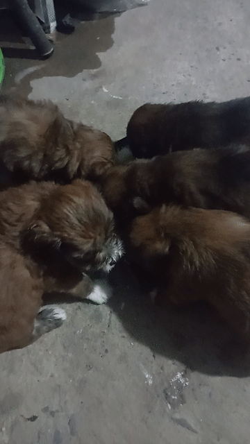 Chó Poodle lai Nhật màu Nâu. Mua bán Chó tại Thành phố Thuận An Bình Dương được đăng bởi nguyễn hoàng hình 1